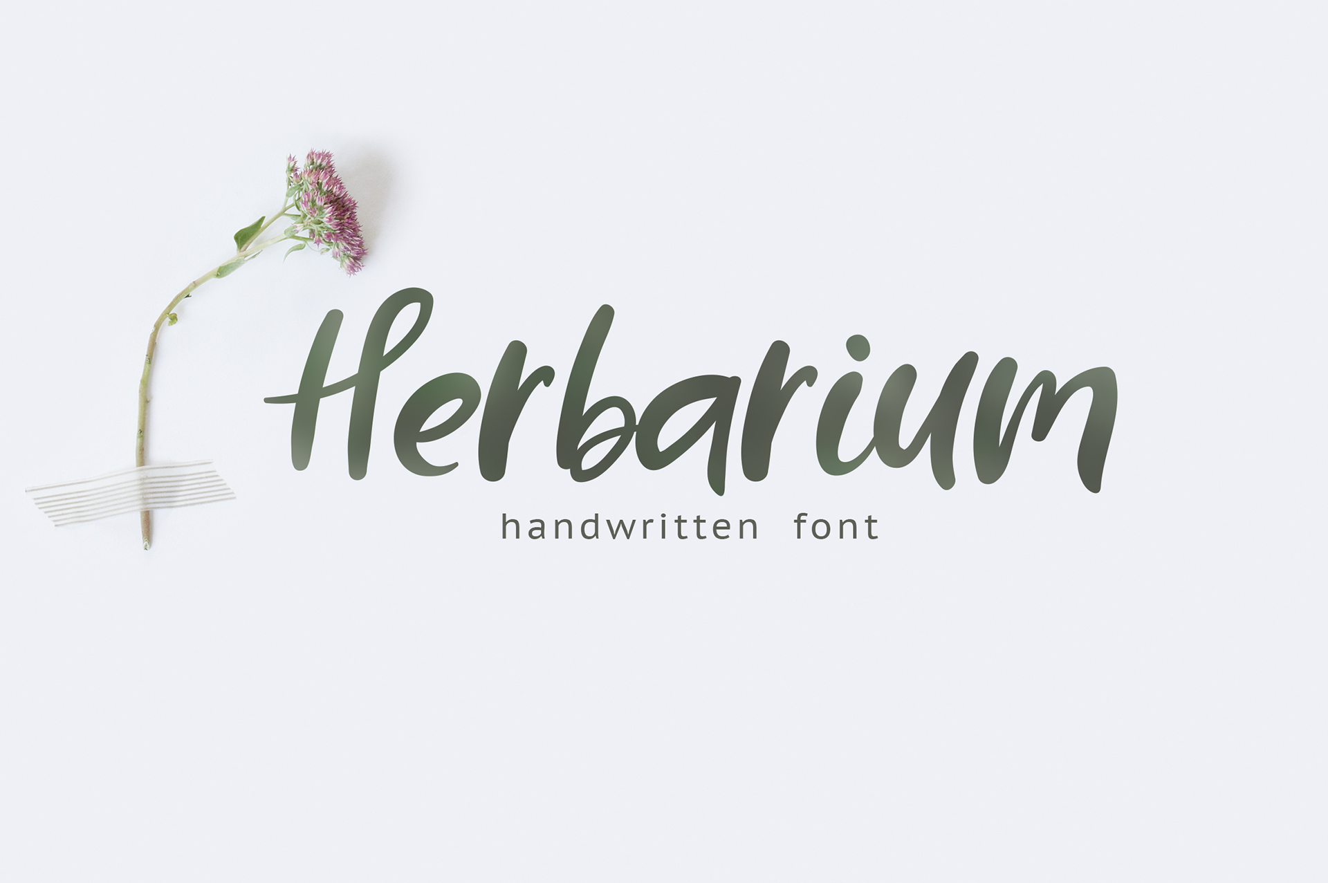 HERBARIUM Free Font - script